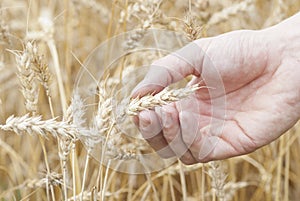 Hand Holding Ear of Ripe Wheat (Triticum). photo