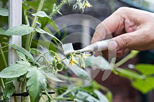 Hand holding electric vibrating toothbrush attempt to manually hand pollinate tomato plant flower photo