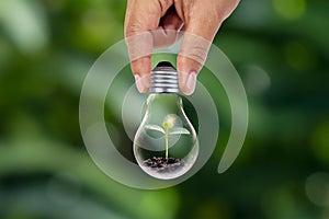 Hand holding energy-saving lamps and small plants Growing energy-saving lamps