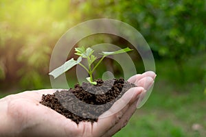 Hand holding fertile soil for plant to growing in nature concept