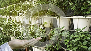 A hand holding a floating icon with a background of row of plant.Concept of smart agriculture and modern technology