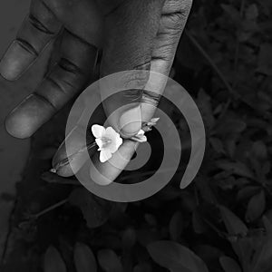 Hand holding it flowe