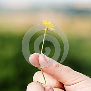 Hand Holding Flower Picking Nature Refreshment Concept