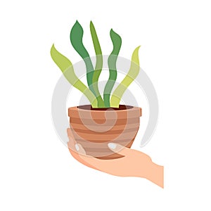 Hand holding flower pot vector image, plant in hands flat illustration