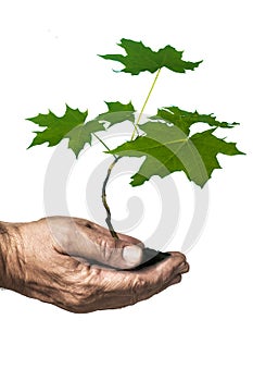 Hand holding a flowering seedling