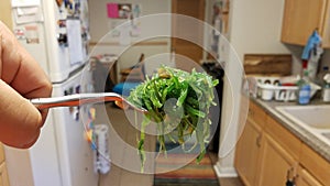 Hand holding fork with green seaweed vegetable