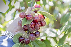 Hand holding fresh cherry