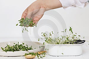 Hand holding fresh flax sprouts on background of modern plate, spoon, scissors on white wood