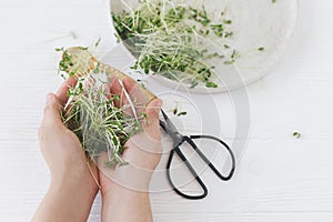 Hand holding fresh flax sprouts at plate, spoon, scissors on white wood. Growing microgreens at home