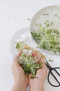 Hand holding fresh flax sprouts at plate, spoon, scissors on white wood. Growing microgreens at home