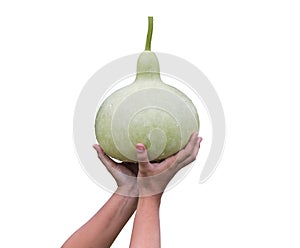 Hand holding fresh green bottle gourd isolated on white. Saved w