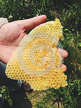 Hand holding fresh honeycomb taken from beehive