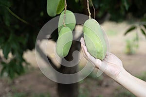 Hand holding fresh mango from tree branch, in the garden farm