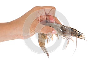 Hand Holding A Fresh Prawn