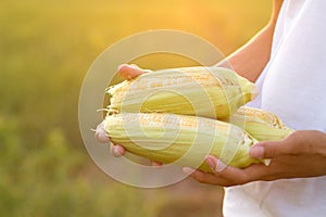 Hand holding fresh product of corn just harvest from organic farm