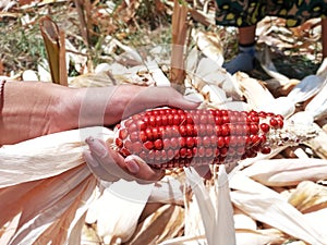 Hand Holding A Fresh Red Maize or Corn Cob Above Many Corns in the Background at the Field