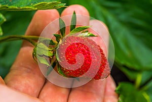 Hand holding a fresh ripe organically grown strawberry, Agriculture and gardening background