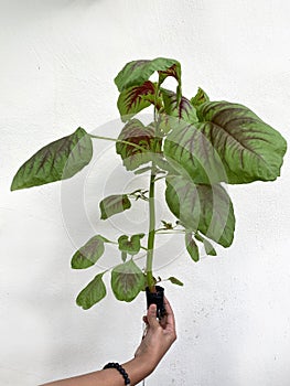 A hand holding freshly farmed chinese spinach amaranth using hydroponic system