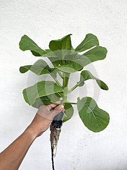 A hand holding freshly farmed choy sum using hydroponic  system