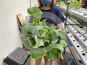 A hand holding freshly farmed choy sum using hydroponic  system
