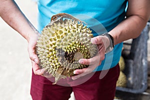 Hand holding freshly harvested musang king durian variety photo