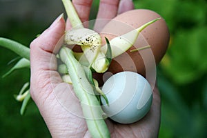 Farm fresh colored eggs and vegetables beans harvest. Agriculture country life. photo