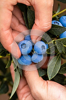 Hand holding freshly picked blueberries