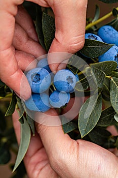 Hand holding freshly picked blueberries