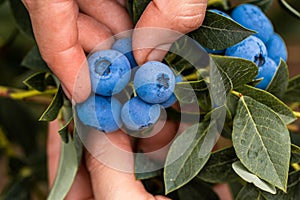 Hand holding freshly picked blueberries