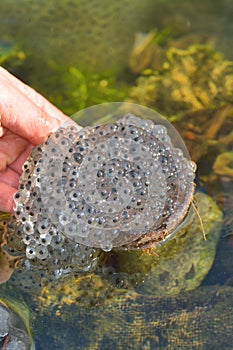 Hand holding frogspawn