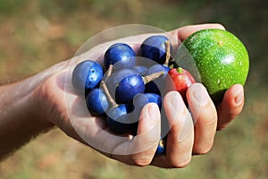 Hand holding fruit