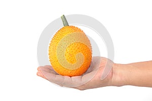 Hand holding Gac fruit, Baby Jackfruit