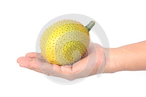 Hand holding Gac fruit, Baby Jackfruit