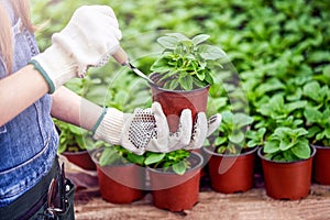 Hand holding garden equipment, pots and flowerpots with flower seedlings and green background with sunshine.