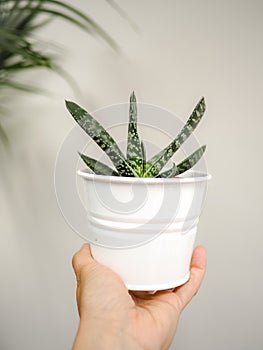 Hand holding a Gasteria Pillansii succulent indoors photo