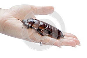 Hand holding a giant burrowing cockroach.