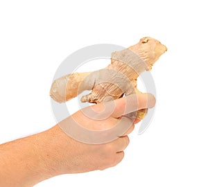 Hand holding ginger root
