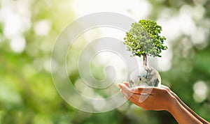 hand holding glass globe ball with tree growing and green nature blur background. eco concept