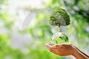 hand holding glass globe ball with tree growing and green nature blur background. eco concept