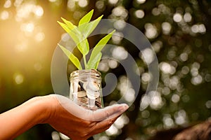 Hand holding glass jar and have plant on coins for save money an