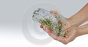 Dispensing sprouted lentils into hand banner