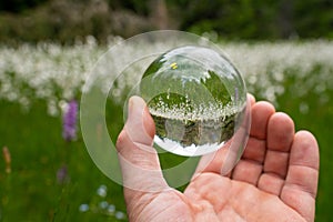 Hand holding glass sphere in front of cotton grass