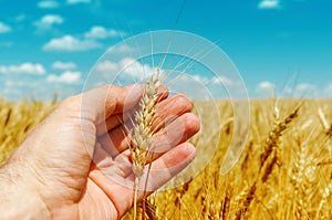 Hand is holding golden barley