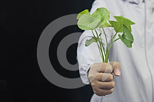 Hand holding Gotu kola Centella asiatica leaves