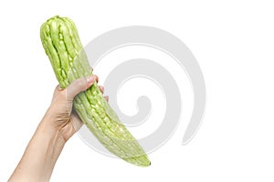 Hand holding gourd, bitter cucumber or balsam pear on white back