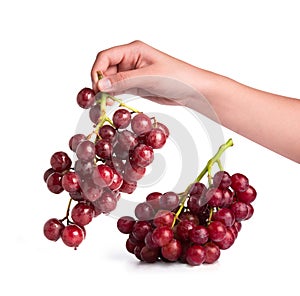 Hand holding grapes isolated on white background