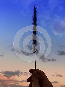 Hand holding grass flower in front of light blue sky and white cloudy with sunshine of sunset.