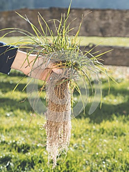 Hand holding grass plant with deep root system close to lawn