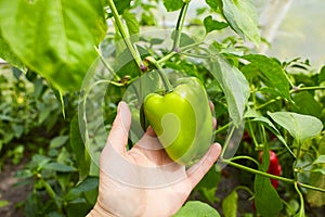 Hand is holding a green bell pepper paprika