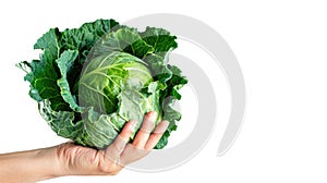 Hand holding Green Cabbage isolate